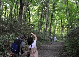 ご夫婦でゴールデンウィークに歩きたい十二湖のブナ林