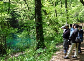 ゴールデンウィークは十二湖の沸壺の池の横を散策