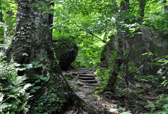 岳岱のトレッキング道