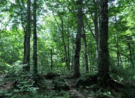 岳岱のブナ林