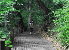 ミニ白神トレッキング道