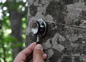 ミニ白神にある聴診器