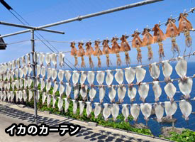 イカのカーテン